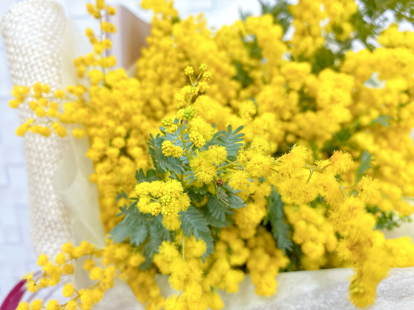 【春限定】ふんわりミモザのブーケ|ホワイトデーに贈る黄色い花束